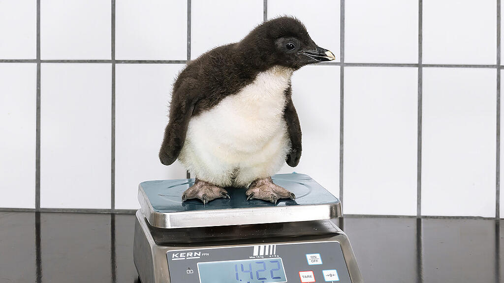 Die heranwachsenden Tiere werden regelmäßig gewogen