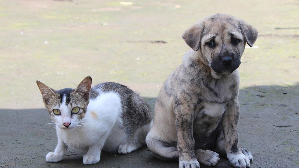 Katze, Hund, SB, Haustier