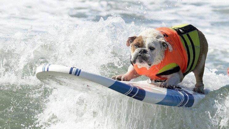 Hundesurfen in Kalifornien