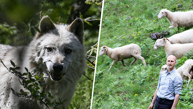 Wo ist der Salzburger Wolf?