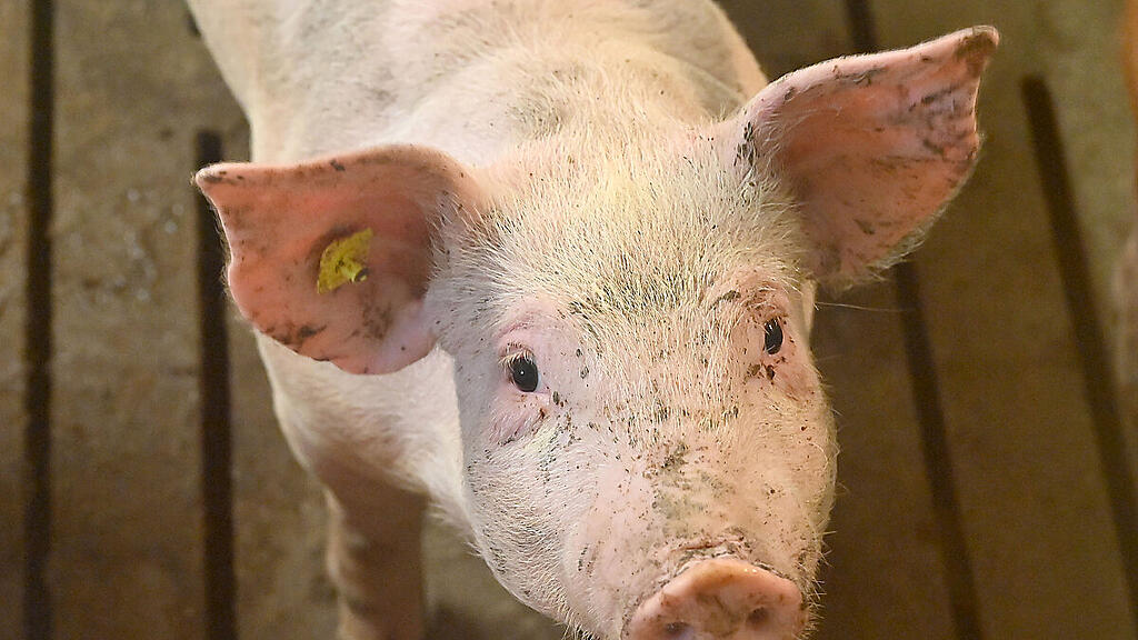 AMA: Verzicht auf Gentechnik-Soja vom Markt abhängig (Themenbild)