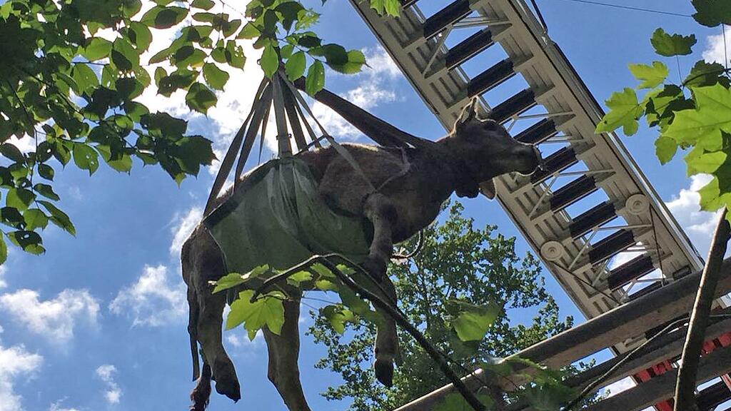 Das Kalb hat die Rettungsaktion gut überlebt.