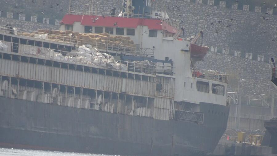 Schiff mit Tausenden Rindern an Bord steckt vor Türkei fest