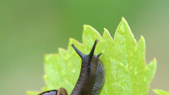 Die beeindruckendsten Tierbilder KW 26