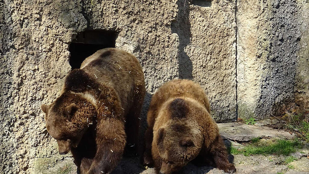 Zoo Salzburg, Braunbären