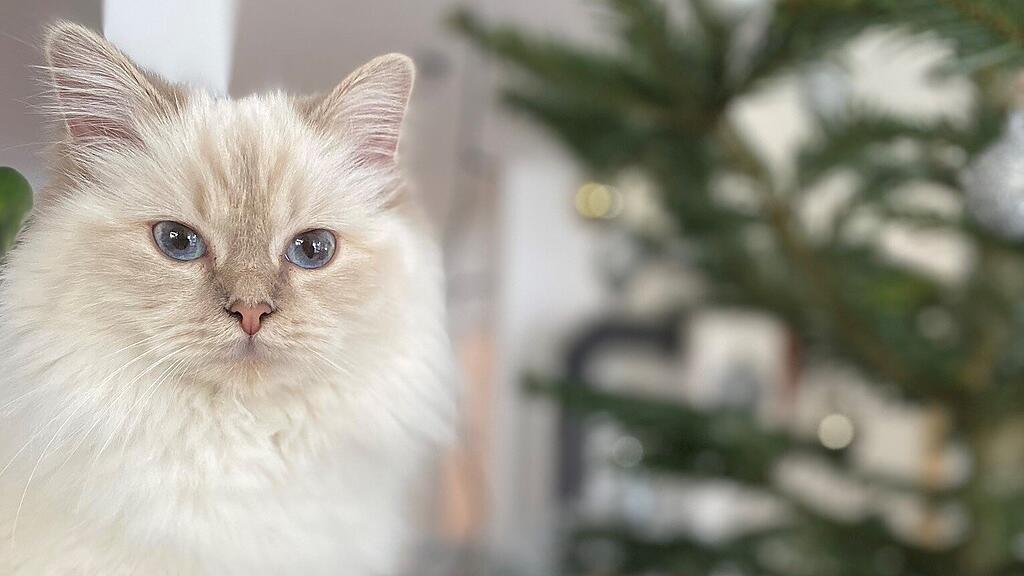 Weltkatzentag 2024