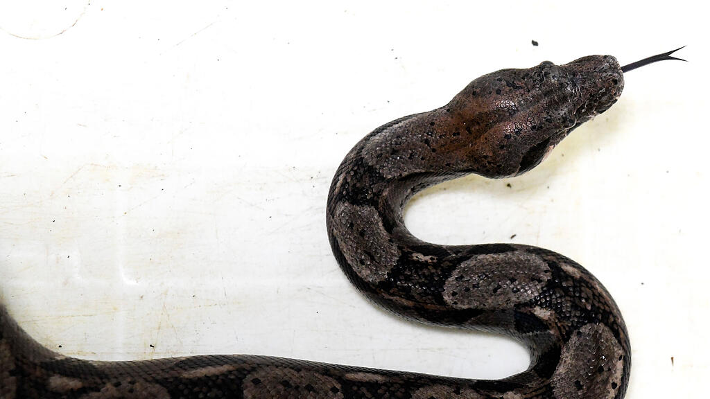 Boa Constrictor, Schlange, SB