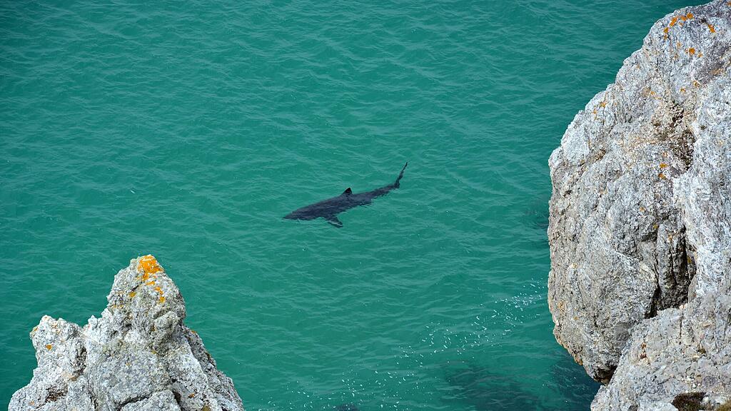 Die Frau und das Mädchen wurden im gleichen Naturhafen nahe der Whitsunday Island angegriffen (Symbolbild).