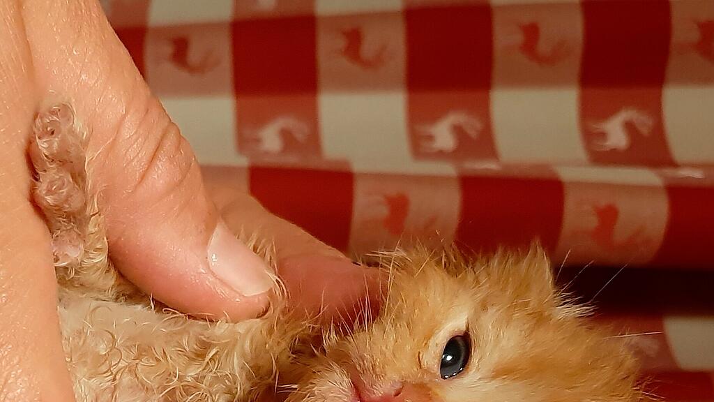 Katzenbaby, Florian, Pfotenhilfe