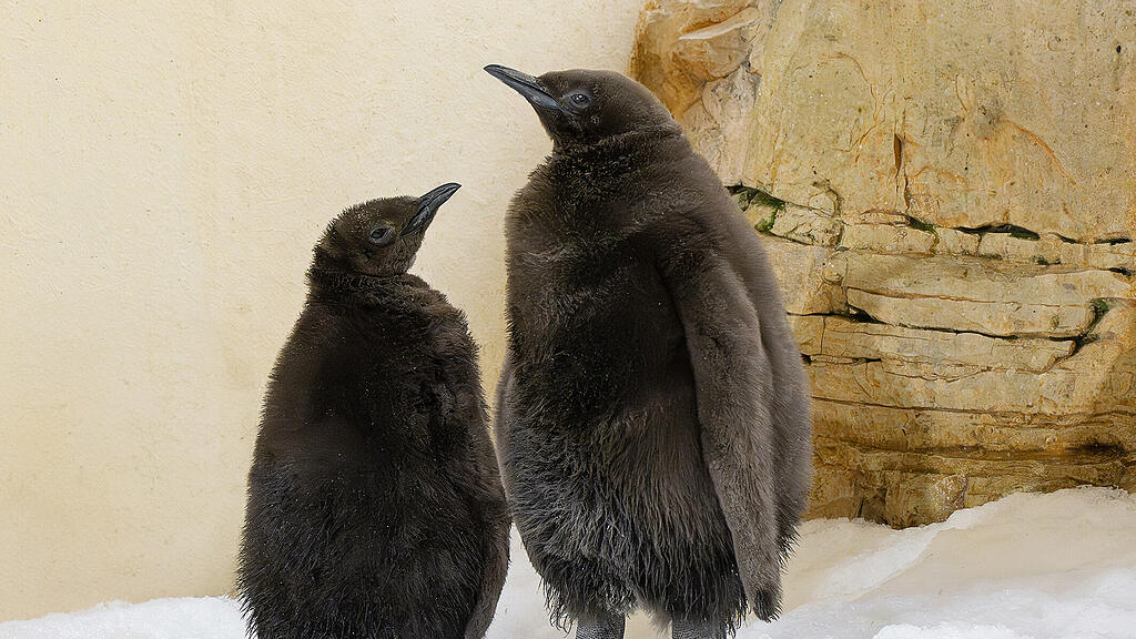 Pinguine_Schönbrunn