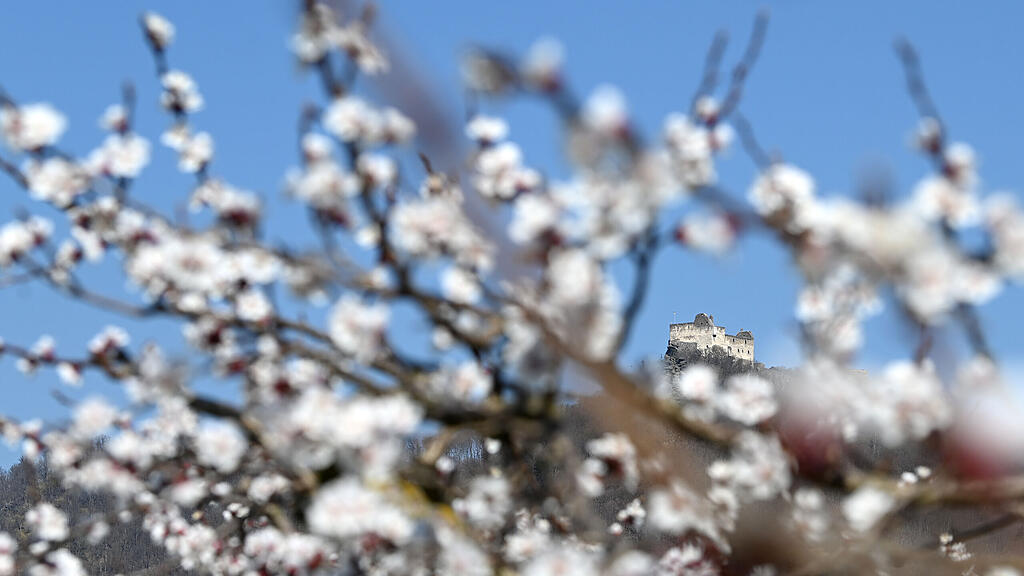 Marillenblüte in der Wachau