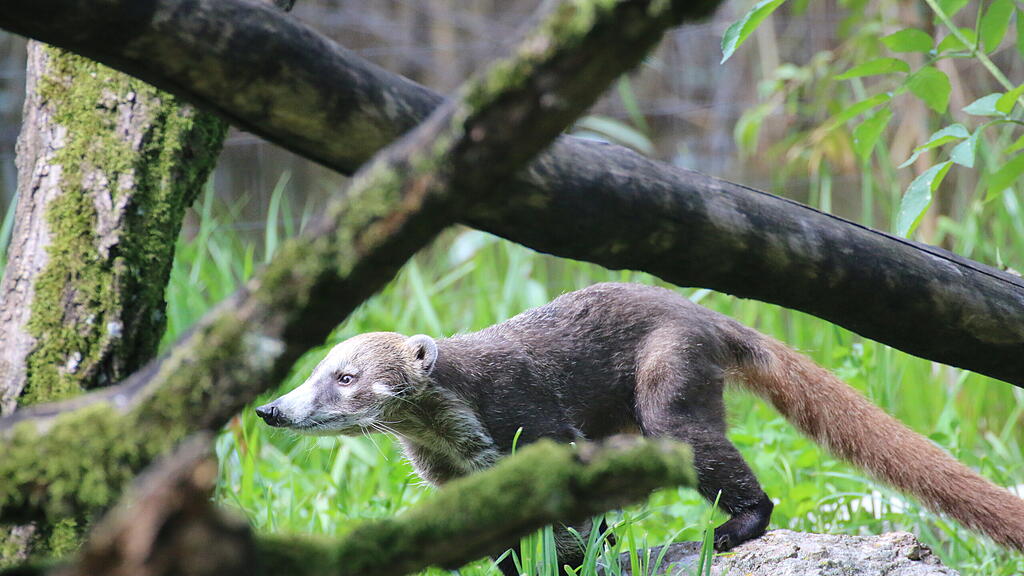 Weißrüsselnasenbär Jacques, Zoo Salzburg