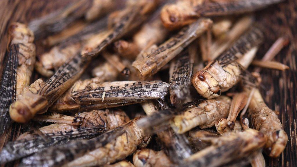 Insekten am Speiseplan