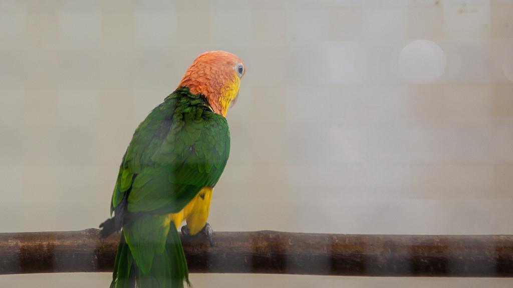 Kleintierausstellung