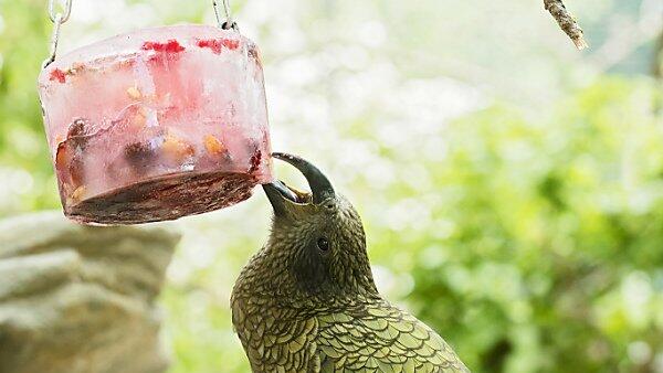 Aufgeweckte Papageien haben viel Spaß