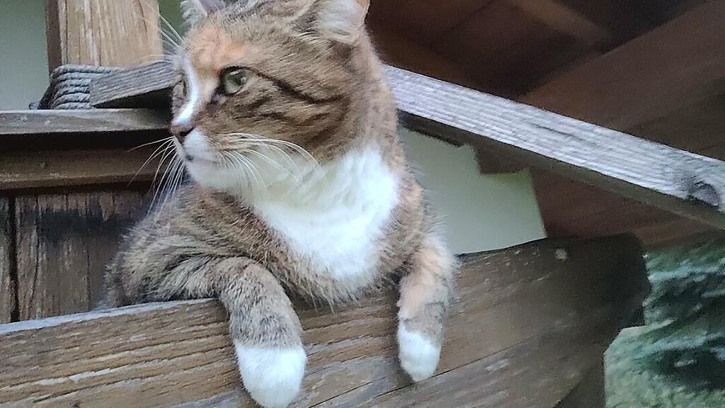 Weltkatzentag 2025