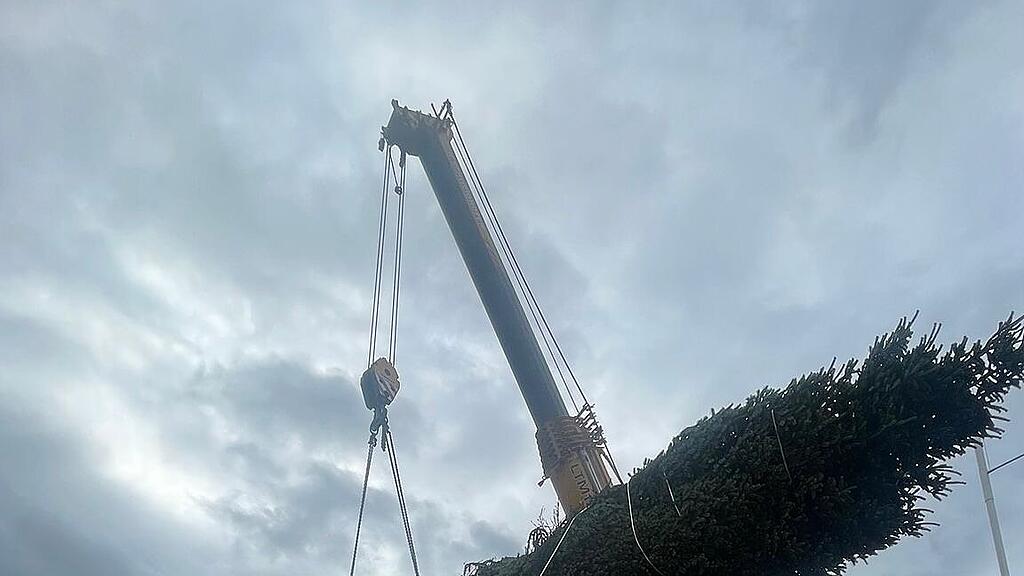 Christbaum wird verladen