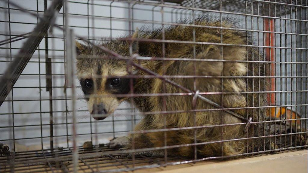 Waschbär zeigt Kletterkünste