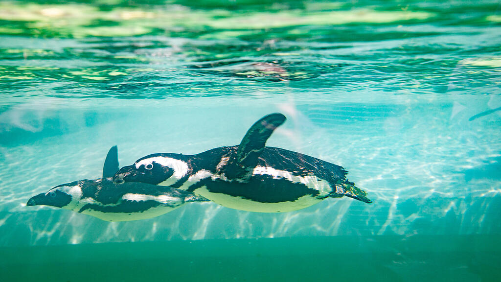 Zoo Salzburg, Brillenpinguine