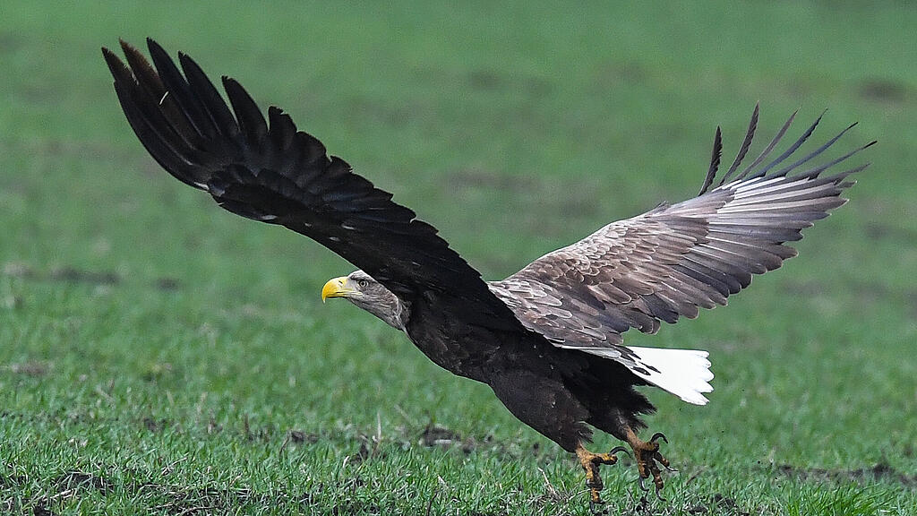 Seeadler, SB